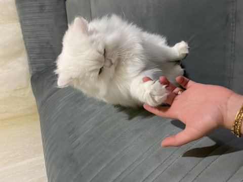 British longhair dişi