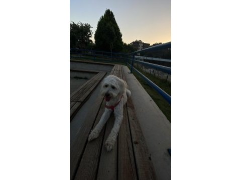 Çiftleştirme maltipoo