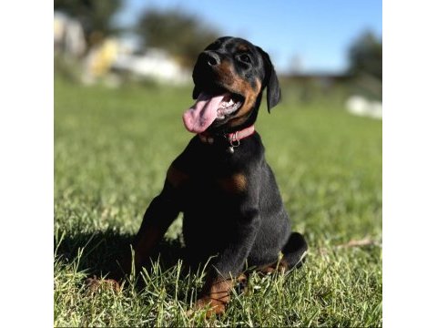 A scr king doberman safkan bebekler