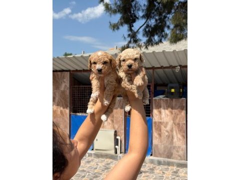 Toy poodle cinsi yavrularımız
