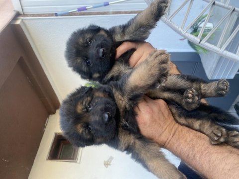A kalite k9 alman kurdu yavruları