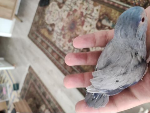 Yavru forpus papağanı