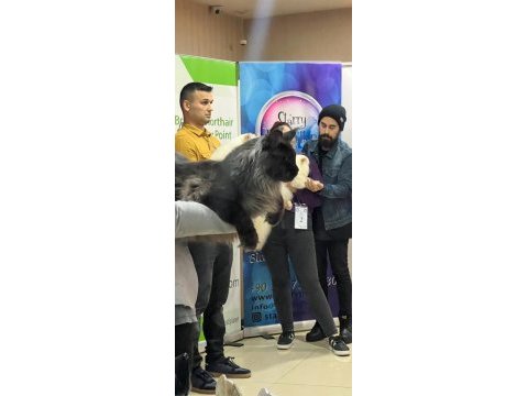 Maine coon türkiye devlerinin markası ayşe arık