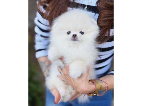 Pomeranian ayıcık yüz minyatür boyut