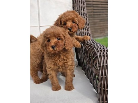 Red brown toy poodle bebeklerimiz