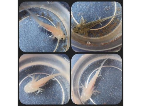 Axolotl yavrular