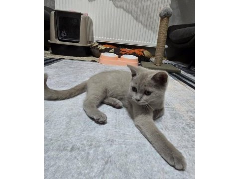 2.5 aylık british shorthair