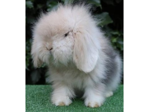 Hollanda lop ve teddy lop yavrular