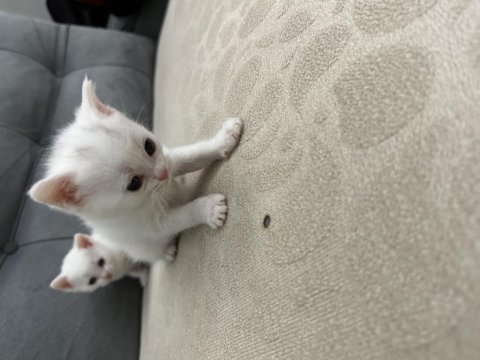 Mavişlerimiz safkan british shorthair yavrularımız