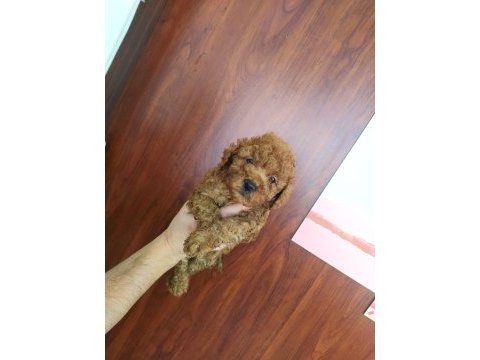 Poodle yavruları ücretsiz değildir