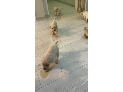 Irk sağlık garantili golden retriever bebeklerimiz