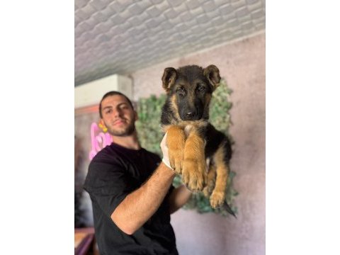 Alman çoban köpeği yavrularımız