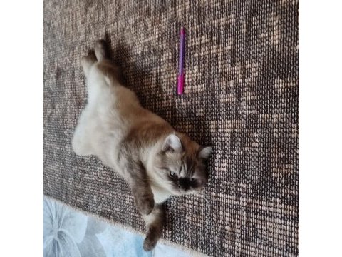 British shorthair blue point