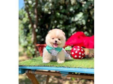 Pomeranian yavruları