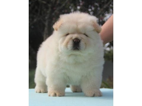 A kalite beyaz chow chow yavrular