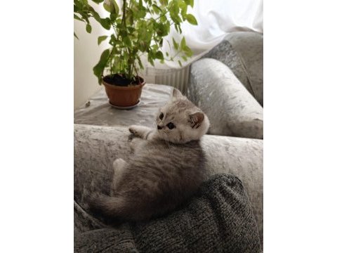 British shorthair erkek yavru