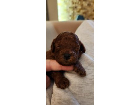 Tuvalet eğitimli orijinal kore toy poodle