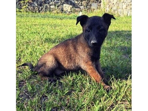 Varsa daha iyisi o da annesi belçika kurdu