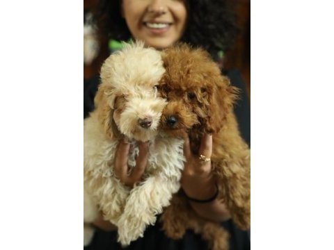 Toy poodle (red- apricot) antialerjik, korkusuz, çok zeki