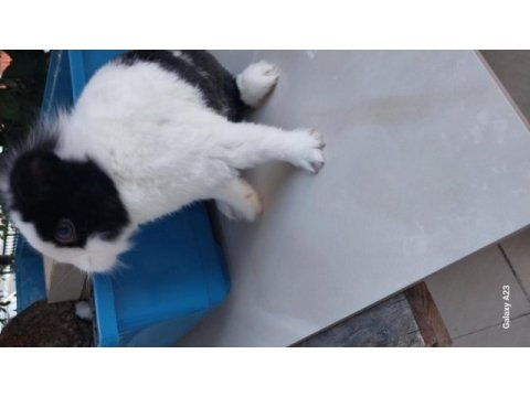 Uysal erkek cüce tavşan erkek