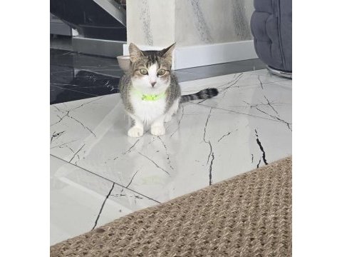 Güzel kedimize kızımıza yeni bir yuva arıyoruz