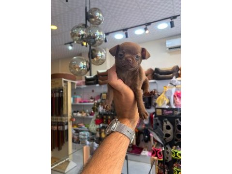 Irk ve sağlık garantili chihuahua yavrularumuz