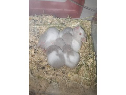 5 adet yavru hamster