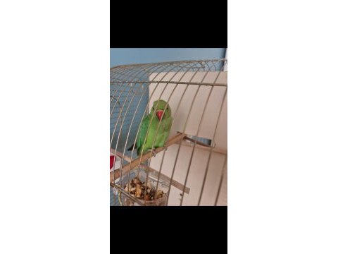 Pakistan papağanı 8 aylık erkek 14 aylık dişi