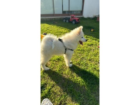 3 aylık erkek yavru saf ırk samoyed