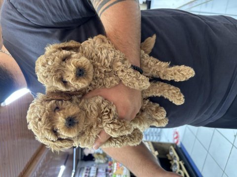 Sağlıklı a kalite orjinal poodle