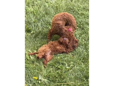Bir dişi bir erkek toy poodle