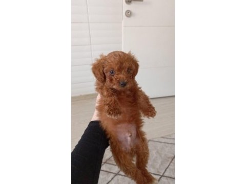 Toy poodle yavru 40 günlük