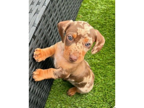Çikolata ve merle dachshund yavrular yeni yuvalarına hazır