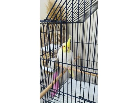 3 aylık sultan papağanı sağlıklı lutino tür