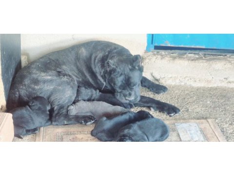 Cane corso yavru köpekler