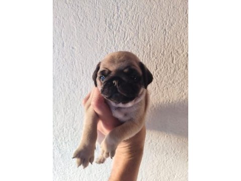 Yavru pug köpekler