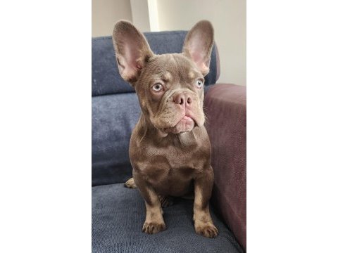 İsabella amd tan fluffy carrier erkek french bulldog