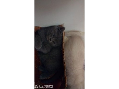 British shorthair ayıcık suratlar