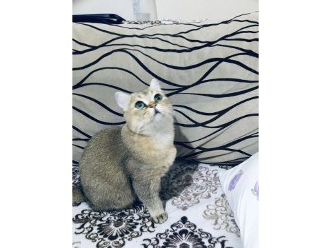 Yakışıklı british shorthair oğlumu ücretli sahiplendireceğim