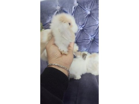 Orjinal hollanda teddy lop yavru tavşanlar