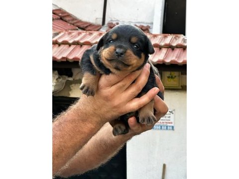 Macar kafa rottweiler yavrular