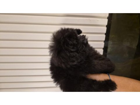 3 aylık anne altından poodle yavrular