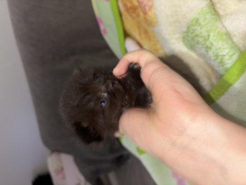 British shorthair chocolate