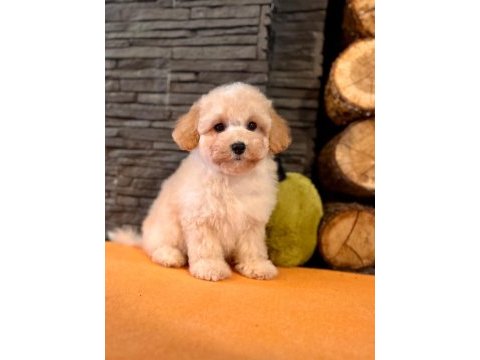 Apricot renkte poodle bebeklerimiz