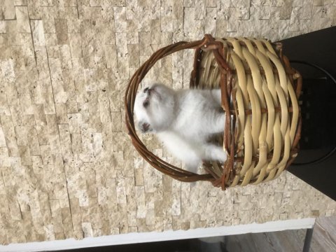 Temiz ırk british shorthair yavrusu