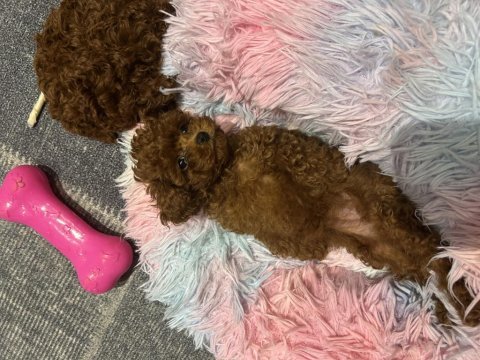 Kore teacup dişi poodle