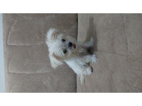 3 aylık dişi maltese
