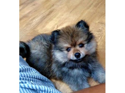 Ucuz pomeranian çip aşı tuvalet var