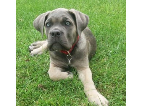 Cam gözlü cane corso yavrular