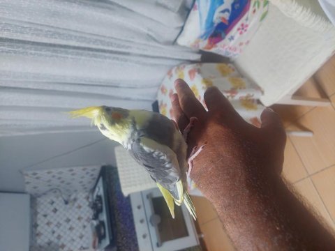 45 günlük evcil alıştırmalık sultan papağanı